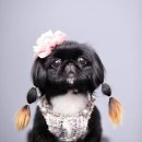 멍멍뷰티 이미지