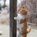 사랑방손님 이미지