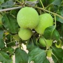 아란 농장 이미지