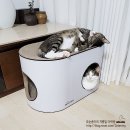 티아라펫 | [공지] [공동구매]숨숨집과 스크래처를 하나로! 하이라운드 50개 한정판매!
