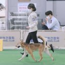 은가비 이미지