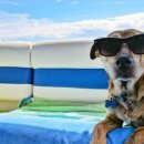 방주동물의료센터 이미지