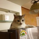 제천 그레이스 동물병원 이미지