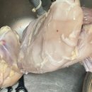 엄마손삼계탕 | 대형견 강아지 여름 기력 회복 음수량 늘리기 초복 삼계탕 팽이버섯 그랜마루시펌킨 추가 후기