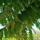 참죽나무 이미지