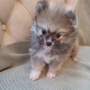 도그마루 고양이강아지 청주점 이미지