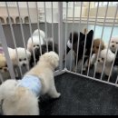 댕스히얼 이미지