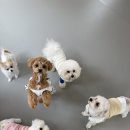 2차 무궁화상가 | 부천 송내역 애견카페 실내 소형견 반려견놀이터 즐겁개❤️