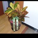 연세대꿈나무태권도장 이미지