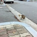 바람난고양이 이미지