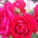 꽃들의이야기 이미지