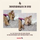 개웃기냥