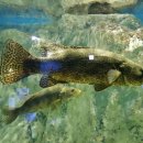 황쏘가리 이미지