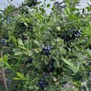 GAP 햇 블루베리생과 50% 맛보기 이벤트 이미지