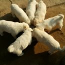 국민농장 이미지