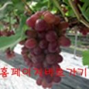 포도PC 이미지