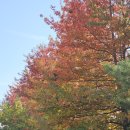 가로수약국 이미지