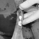 중앙동물병원 이미지