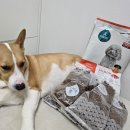 주식회사이롬 | 강아지 저알러지 사료 피모와 기호성 좋은 피니키 가수분해 연어 후기