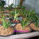 준소프트 이미지