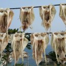 부산오징어 이미지