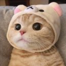 ღW13. 백화점 웨딩밴드 투어 (불가리, 쇼메, 티파니앤코, 에르메스, 까르띠에, 피아제, 부쉐론, 쇼파드)