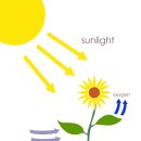 자연에서 식물은 어떻게 영양소를 얻을까요? Photosynthesis(광합성) 이미지