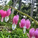 은행식물원 ⑯春哀춘애(25/04/21, LaVidaEsBella / ErnestoCortazar) 이미지