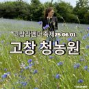 고창라벤더축제 고창청농원 입장료 및 6월1일 라벤더 현황 솔직후기