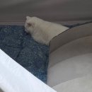 이쁘냥 고양이 미용실 이미지