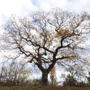 우포늪 광장 이미지