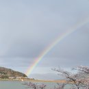 나무사이로 이미지