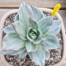 블루메이샤금 이미지