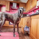 무지개다리 이미지