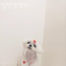 털찐댕댕이 이미지