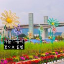 아라온사우나매점 | 가을꽃 '여기' 다 모였다.