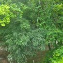 하백의정원 이미지