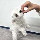 알로하펫 이미지