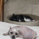 9월의 소원 동물병원 | [투병일지-4] 3년차 강아지 쿠싱,당뇨,간종양/인천구월동동물병원 9월의소원동물병원으로 옮김
