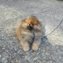 Pom생Pom사 이미지