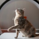 닥터김동물의료센터 이미지