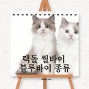 신비돌스 랙돌 캐터리 | 랙돌고양이 랙돌 종류 블루바이vs씰바이, 당신에게 맞는 선택은?