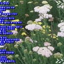 톱풀 이미지
