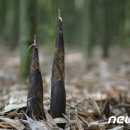 대숲 이미지