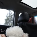 타요타요 펫택시 이미지