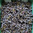 아란농장 | 국산아로니아 싱그러움 그대로, 고창 블랙푸드 먹어본 후기