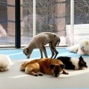 월차 | 애견유치원 선생님 취업 1년 반개월차 후기