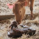 서산 팔봉산 목장 이미지