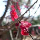 육순이