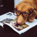 반려동물관리사 자격증 과정 이미지